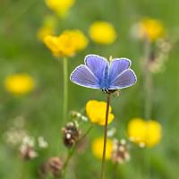 Common Blue and Buttercups 